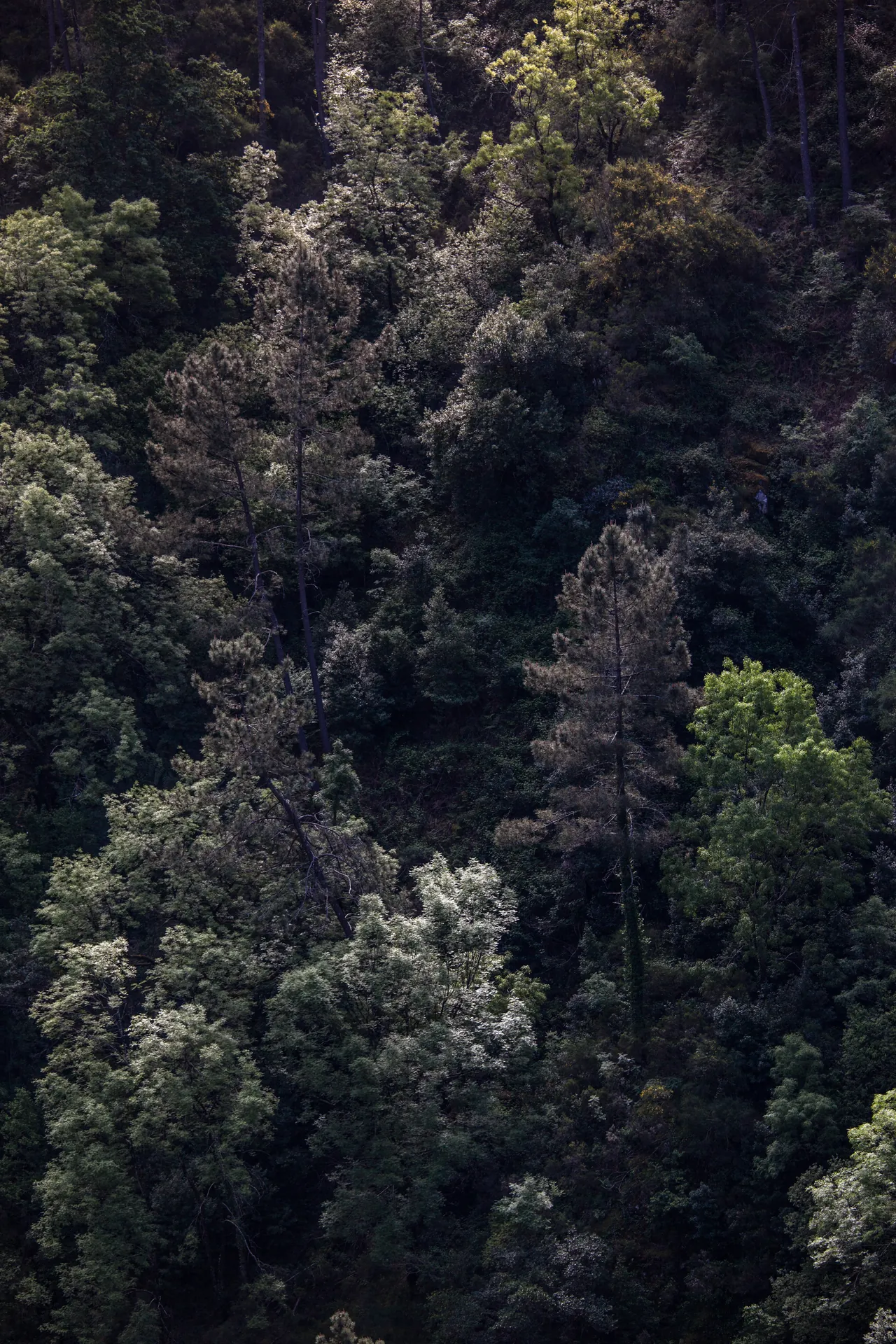 texture forest canopy geres portugal 01